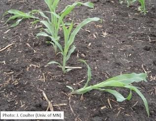 Early Season Corn Growth and Development
